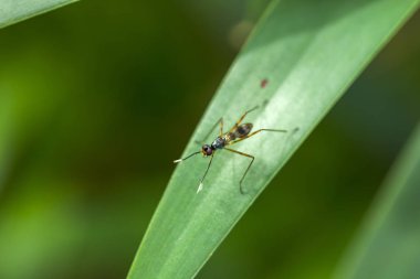 Yani yaprak üzerinde olduğunu.