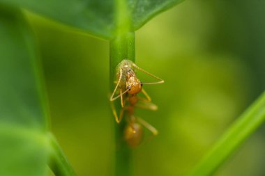Doğada yapraklarda karıncalar vardır.
