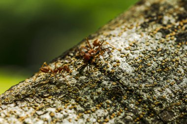 Karıncalar bir ağaç doğa üzerinde.