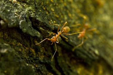 Karıncalar bir ağaç doğa üzerinde.