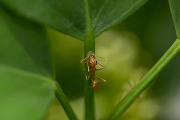 Mieren Een Boom Natuur — Stockfoto