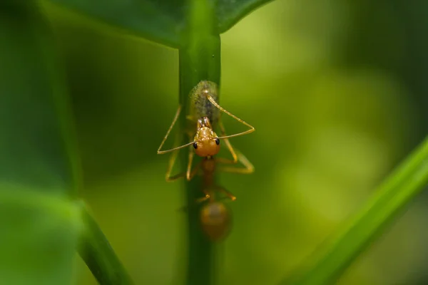 蚂蚁在大自然的叶子上 — 图库照片