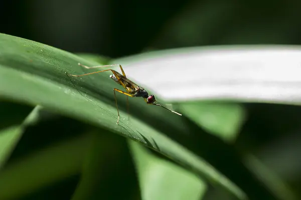 Diptera Het Blad — Stockfoto