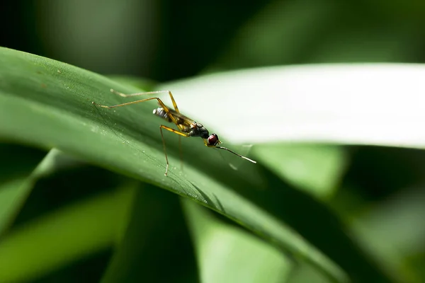 Diptera Розташований Перо — стокове фото