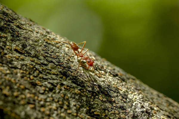 Karıncalar Bir Ağaç Doğa Üzerinde — Stok fotoğraf