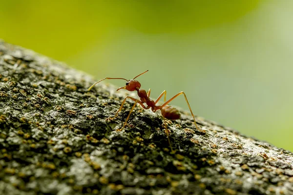 Formigas Uma Árvore Natureza — Fotografia de Stock
