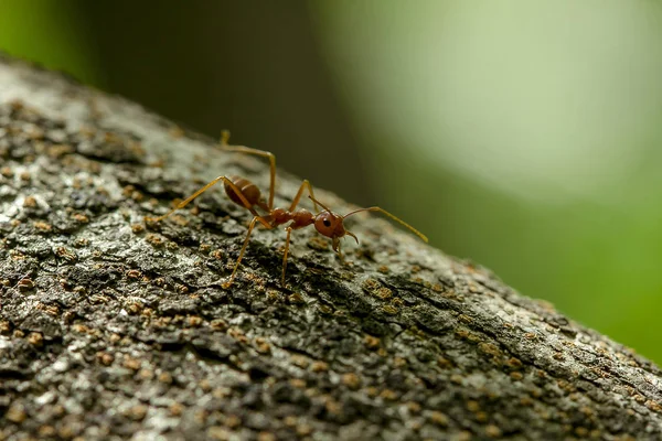 Mieren Een Boom Natuur — Stockfoto