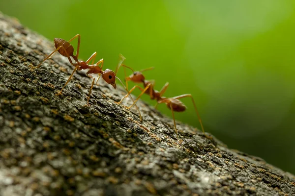 Karıncalar Bir Ağaç Doğa Üzerinde — Stok fotoğraf