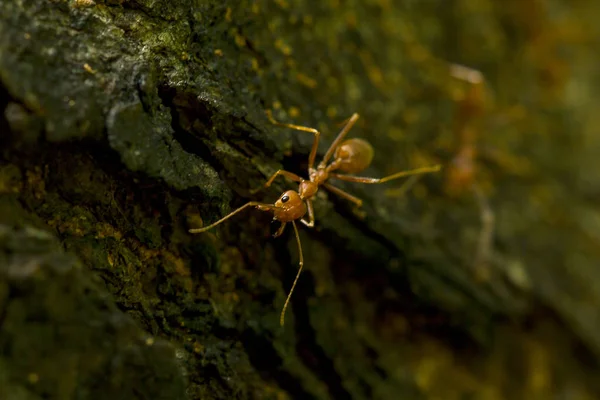 Mrówki Drzewie Przyrodzie — Zdjęcie stockowe