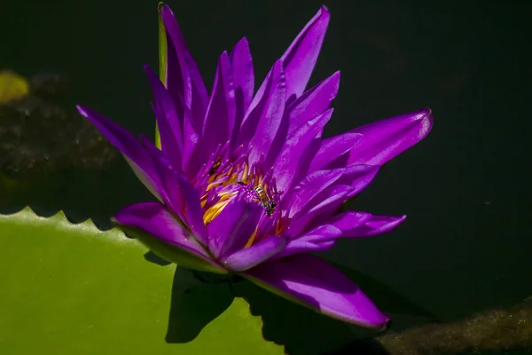 Purple Lotus Blommande Naturen — Stockfoto