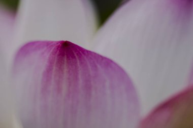 Pembe lotus yaprakları