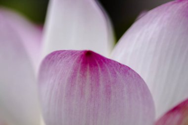 Pembe lotus yaprakları