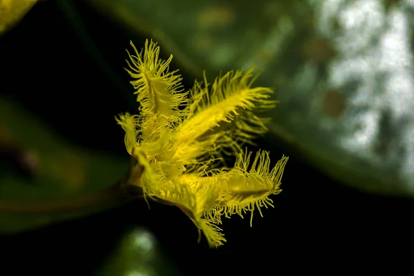 Nymphoides Indica Der Natur — Stockfoto