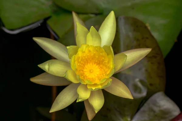 Szépen Virágzó Sárga Lótusz Virág — Stock Fotó