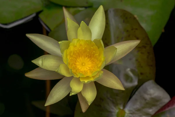 Güzel Çiçek Açan Sarı Lotus Çiçeği — Stok fotoğraf