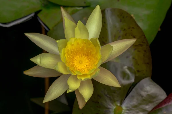 Szépen Virágzó Sárga Lótusz Virág — Stock Fotó