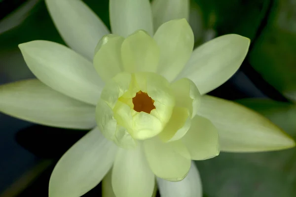 Loto Bianco Fiorisce Natura — Foto Stock