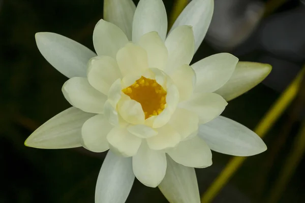 Білий Лотос Цвіте Природі — стокове фото