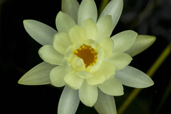 White Lotus Blooming Nature — Stock Photo, Image