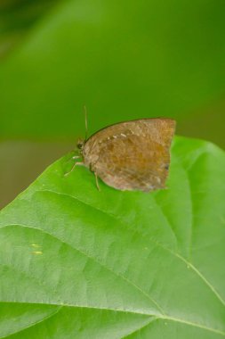 Kahverengi Kelebek Yaprakta