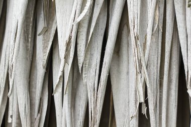 Doğada Palm palmiye yaprakları Kuru