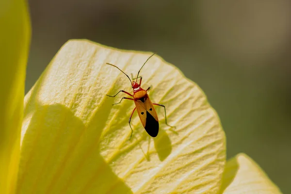 Dysdercus Cingulatus Está Flores Amarelas — Fotografia de Stock