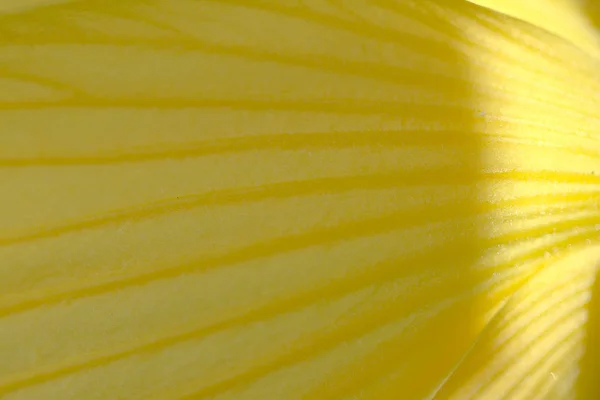 Yellow Flower Petals Close View — Stock Photo, Image