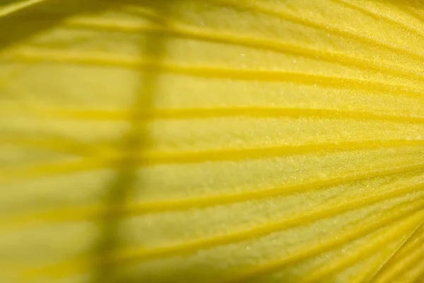 Жовті Пелюстки Квітів Крупним Планом — стокове фото