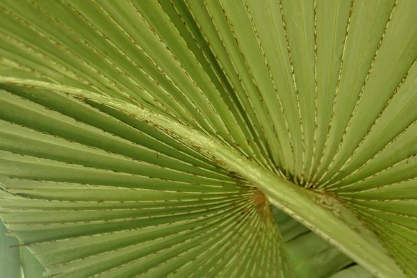 Hojas Corypha Lecomtei Naturaleza — Foto de Stock