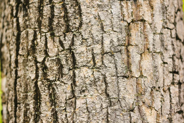 Doğada Kuru Kabuk — Stok fotoğraf