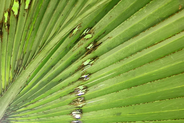 Hojas Corypha Lecomtei Naturaleza —  Fotos de Stock