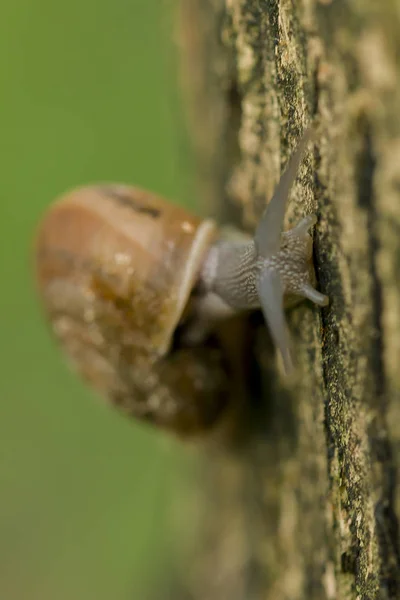 Caracóis Rastejando Árvore — Fotografia de Stock