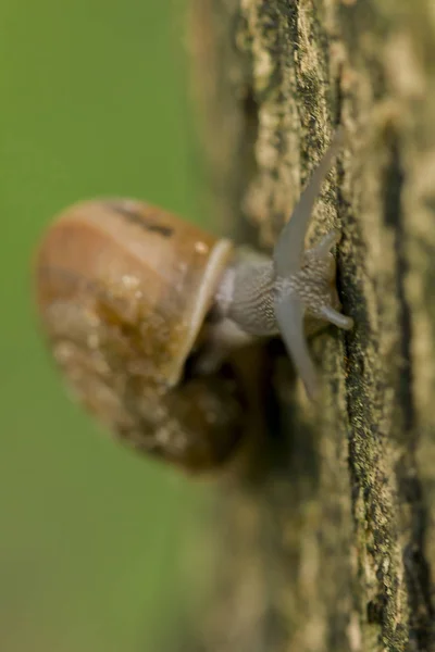 Escargots Rampant Sur Arbre — Photo