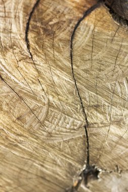 Kesilir sürüklenen ağaçlar