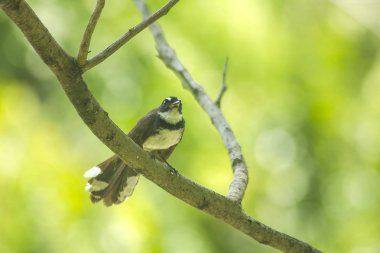 Saksağan üzerinde bir dalıdır