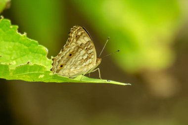 Kahverengi kelebek yaprakların üzerine