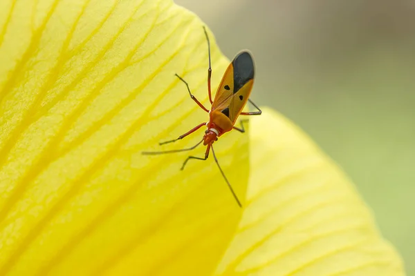 Bug Chaleira Algodão Nas Pétalas Flores Amarelas — Fotografia de Stock