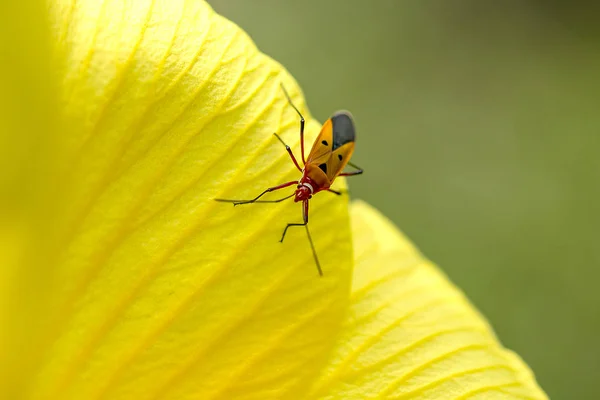 Bug Chaleira Algodão Nas Pétalas Flores Amarelas — Fotografia de Stock