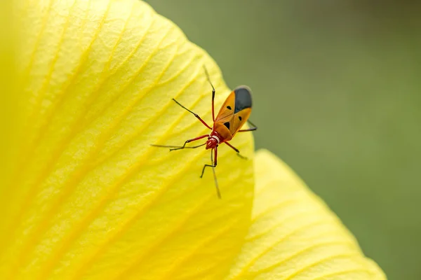 Bug Chaleira Algodão Nas Pétalas Flores Amarelas — Fotografia de Stock