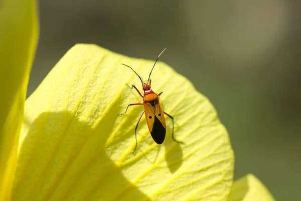 Bug Chaleira Algodão Nas Pétalas Flores Amarelas — Fotografia de Stock
