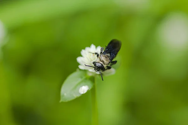 Méhek Virágok Fehér — Stock Fotó
