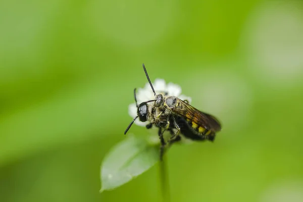 Las Abejas Están Flores Hierba Blanca —  Fotos de Stock