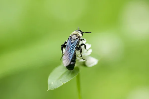 Api Sono Fiori Erba Bianca — Foto Stock