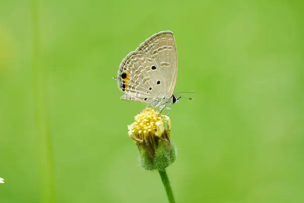 Chilades Pandava Pandava Sur Fleurs Jaunes — Photo