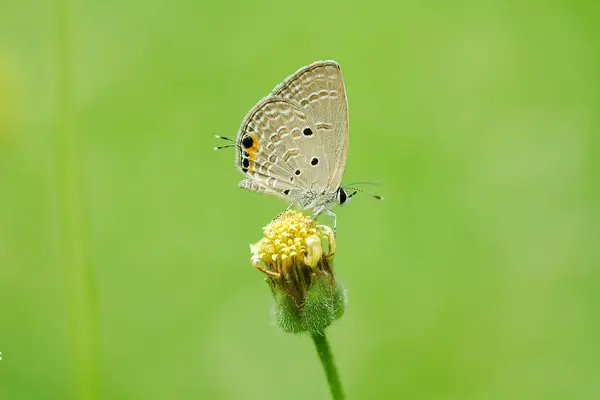 Chilades Pandava Pandava Sur Fleurs Jaunes — Photo