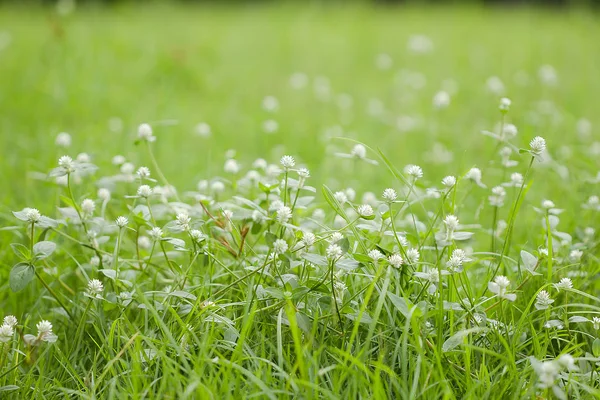 Gomphrena Celosioides Hermosa Naturaleza Blanca — Foto de Stock
