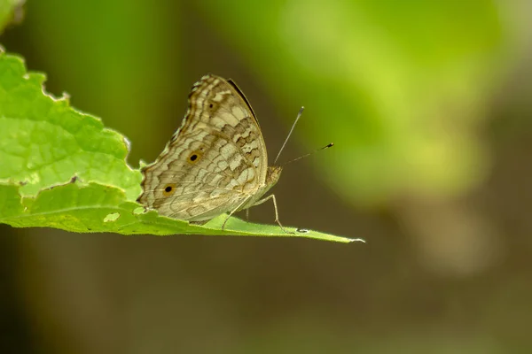 Brauner Schmetterling Auf Den Blättern — Stockfoto
