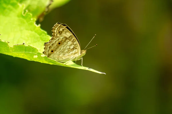 Papillon Brun Sur Les Feuilles — Photo