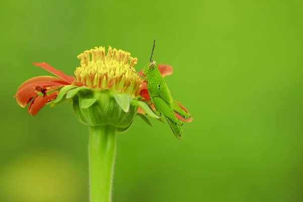 Grasshoppers Orange Flowers — Stock Photo, Image
