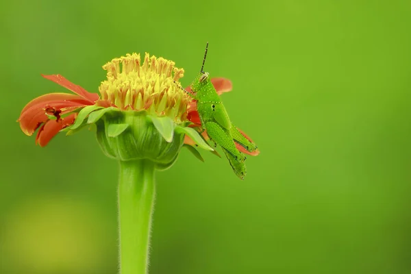 Gräshoppor Orange Blommor — Stockfoto